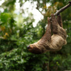 Three-toed sloth in Brazil