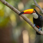Toco toucan in Brazil.