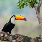 Toco toucan in the Pantanal, Brazil.