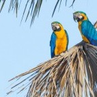 Blue and yellow macaw in Trijuncao Private Reserve in Brazil.