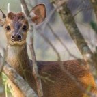 Brocket deer in Trijuncao Private Reserve in Brazil.