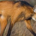 Maned wolf in Trijuncao Private Reserve in Brazil.