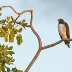 White-tailed hawk in Trijuncao Private Reserve in Brazil.