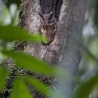 Tropical screech owl in the Amazon.
