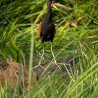 Wattled jacana on capybara in the Pantanal, Brazil.