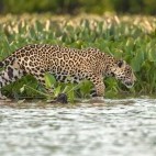 Jaguar in Brazil