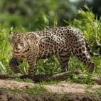 Jaguar in Brazil
