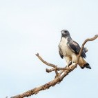 White-tailed hawk in Brazil