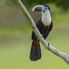 White-throated toucan in Brazil