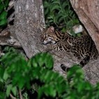 Ocelot in the Pantanal, Brazil.