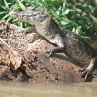 Yacare caiman in the Pantanal, Brazil.