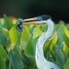 Cocoi heron in the Pantanal, Brazil.