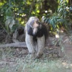 Giant anteater in the Pantanal, Brazil.