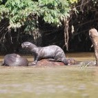 Giant river otter in the Pantanal, Brazil.