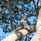 Great potoo in the Pantanal, Brazil.