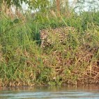 Jaguar in the Pantanal, Brazil.