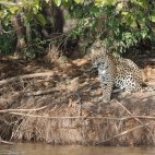 Jaguar in the Pantanal, Brazil.