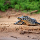 Yacare caiman in Brazil.