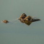 Yacare caiman in Brazil.