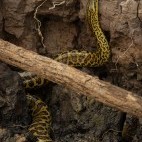 Yellow anaconda in Brazil.