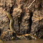 Yellow anaconda in the Pantanal.