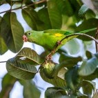 Yellow-cheveroned parakeet in the Pantanal, Brazil