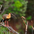 Buff-necked ibis in Brazil.