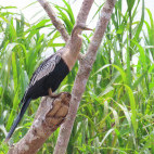 Anhinga in Cano Negro, Costa Rica