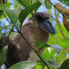 Boat-billed heron in Cano Negro, Costa Rica