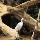 Great white egret in Cano Negro, Costa Rica