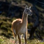 Adult guanaco in Torres del Paine National Park, Chile.