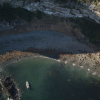 Aerial of southern sea lions in Chile.