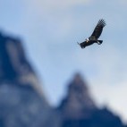Andean condor in flight above Torres del Paine National Park, Chile.