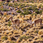 Guanaco in the Atacama Desert, Chile