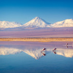 Andean flamingo and Licancabur Volcano in the Atacama Desert, Chile
