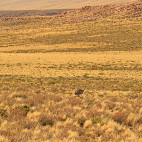 Rhea in the Atacama Desert, Chile