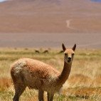 Vikunja in the Atacama Desert, Chile