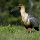 Black-faced ibis in Chile