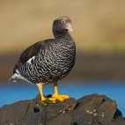 Kelp goose in Chile
