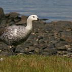 Male upland goose in Chile