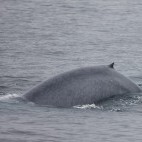 Blue whale off the coast of Patagonia