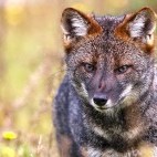 Darwin fox in Patagonia