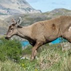 Huemul in Patagonia.