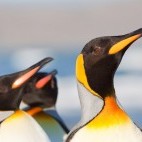 King penguin in Patagonia.