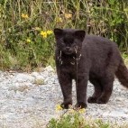 Chile’s Rare Mammals Chile wildlife holiday | Latin America group tour ...