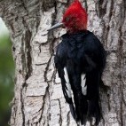 Magellanic woodpecker in Patagonia