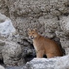 Puma in Patagonia.