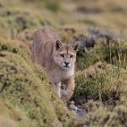 Puma in Patagonia.
