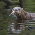 Southern river otter in Patagonia.