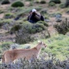 Puma in Torres del Paine National Park in Chile.